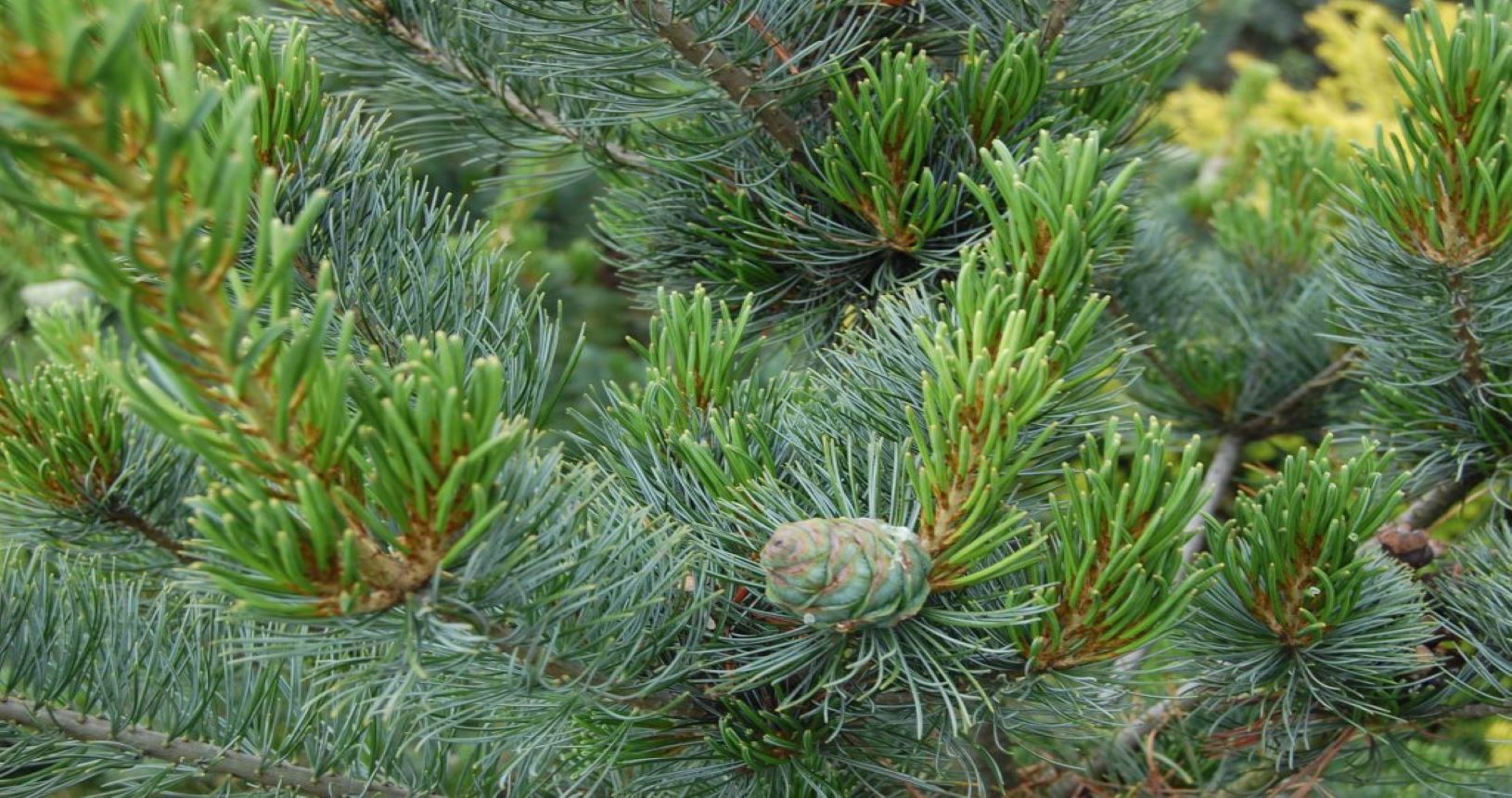 sosna-parviflora-glauca